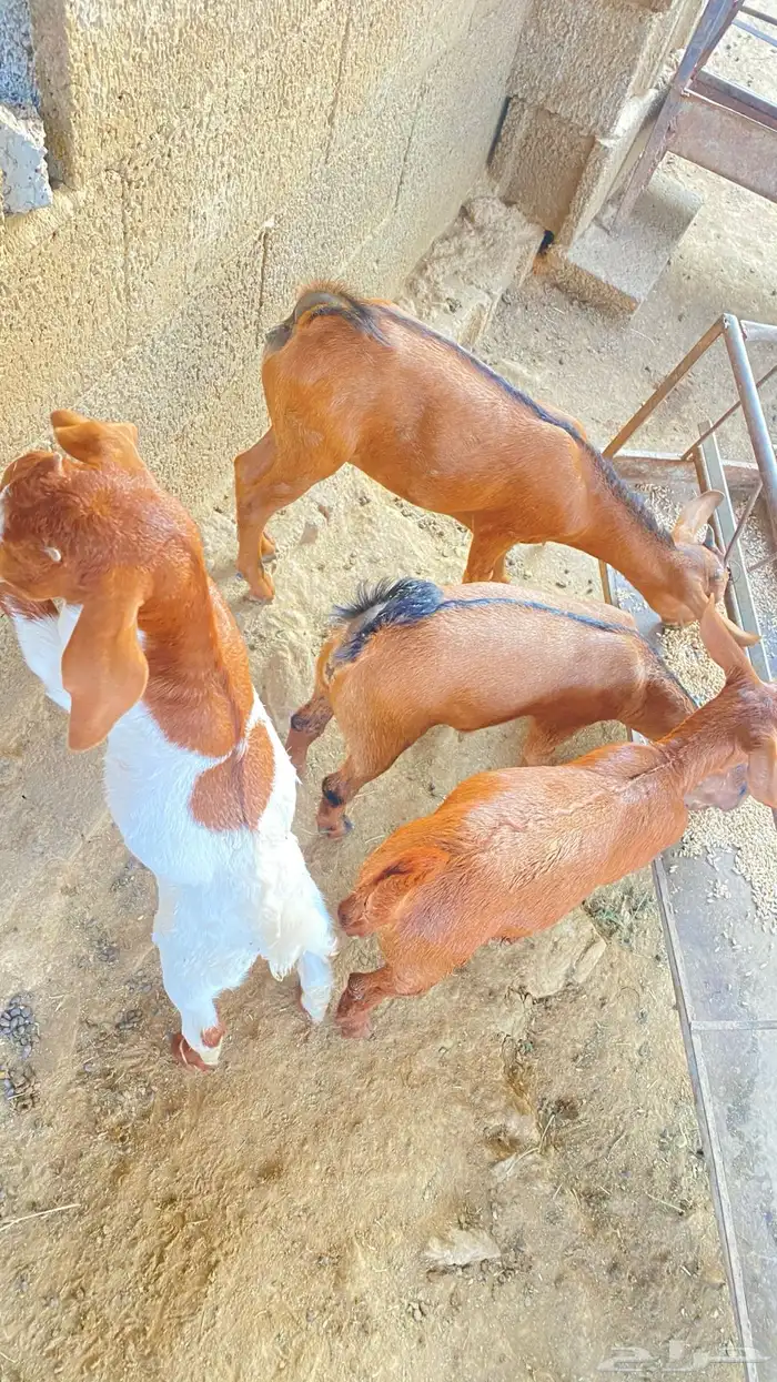 تيوس لأناث2 و الذكور2 0