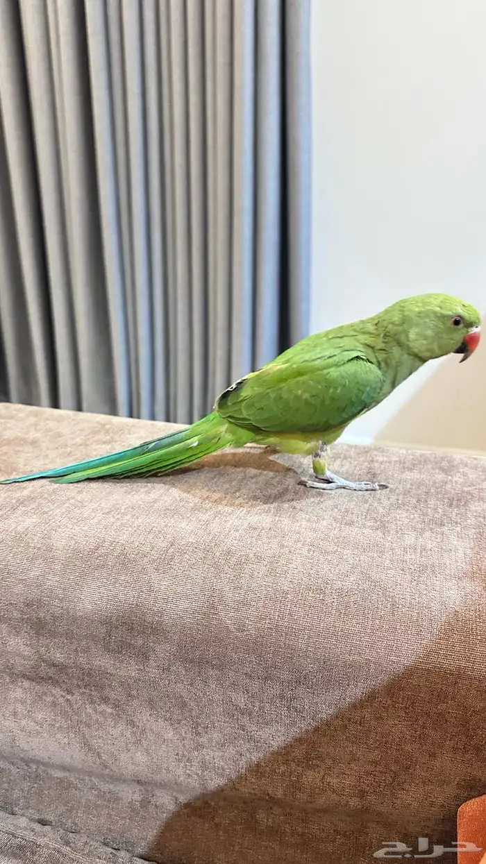 ببغاء درة هندي اليف 1