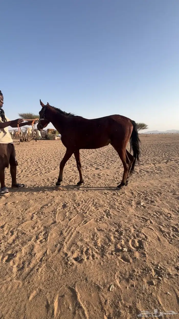 مهر جزيري عمره 9 شهور سليم شرط رقم التواصل 0