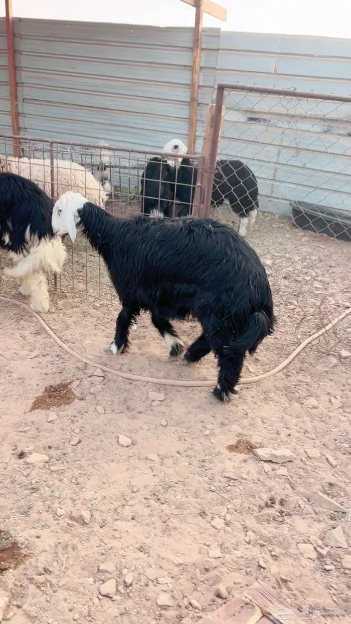 للبيع ذبايح نجد خرفان 2