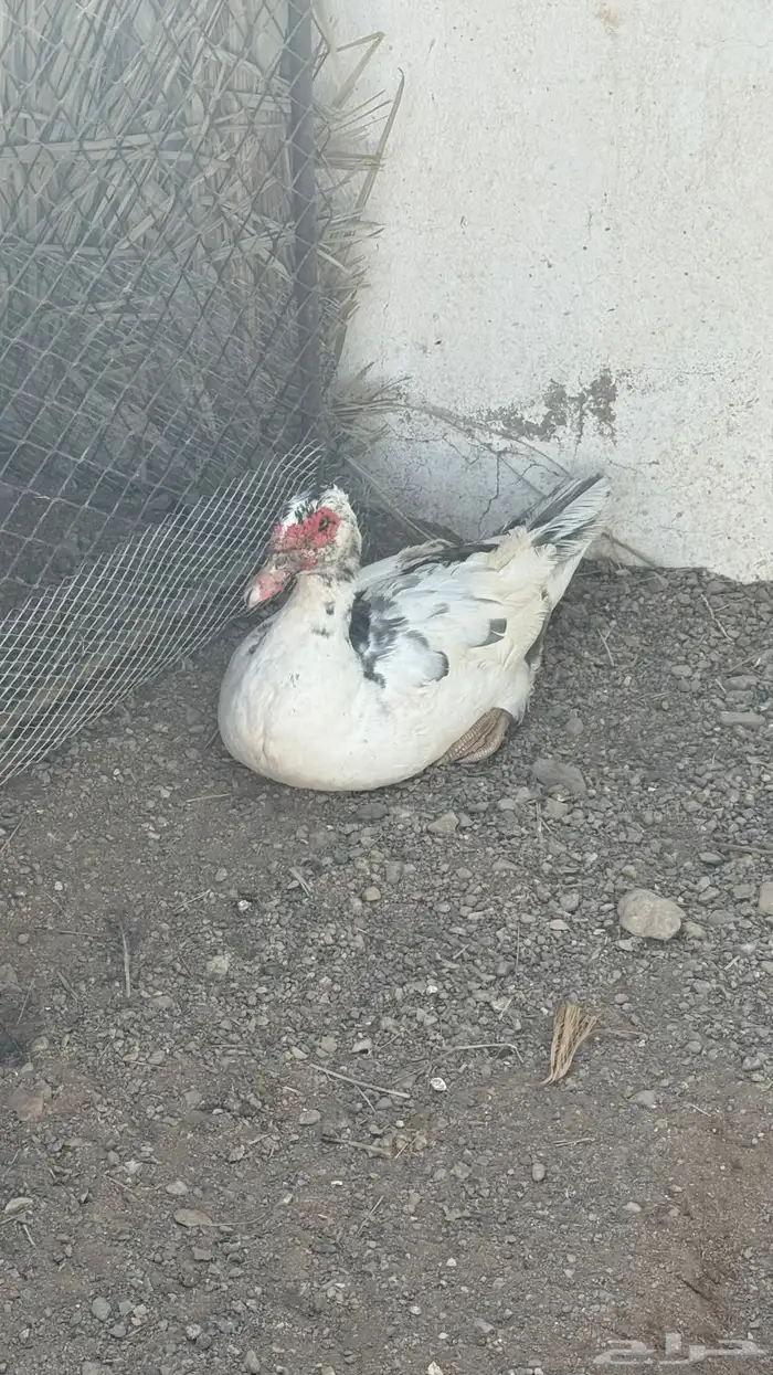 بط مصري للبيع 10