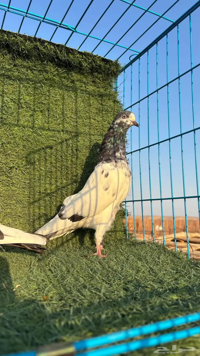 حمام باكستاني للبيع 6