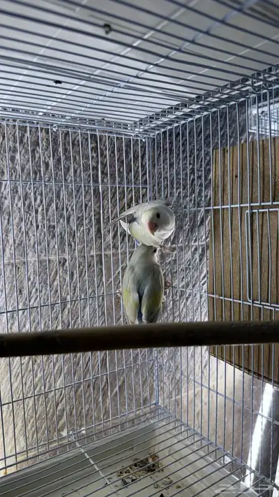 زوج روز منتج index