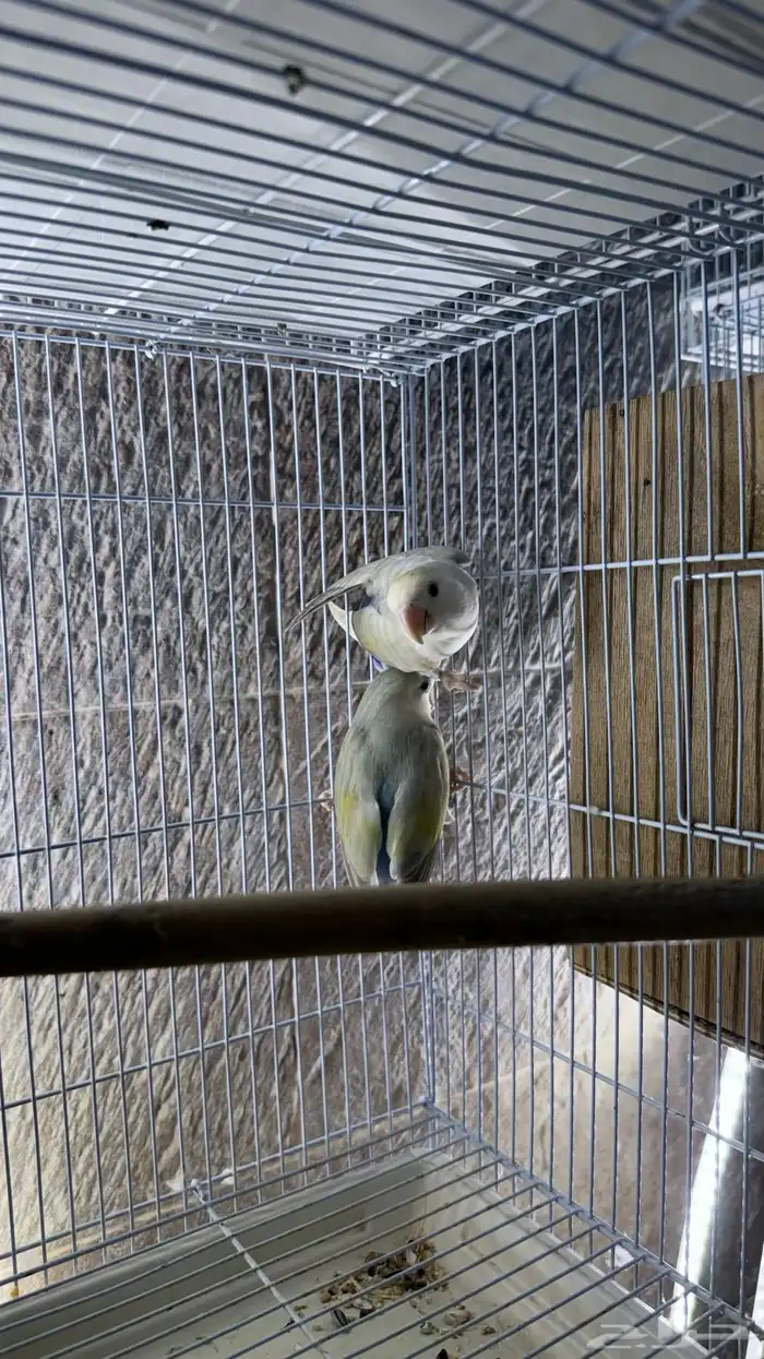 زوج روز منتج 4