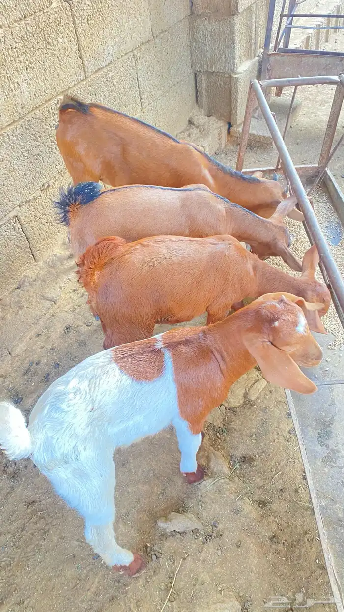 تيوس لأناث2 و الذكور2 2