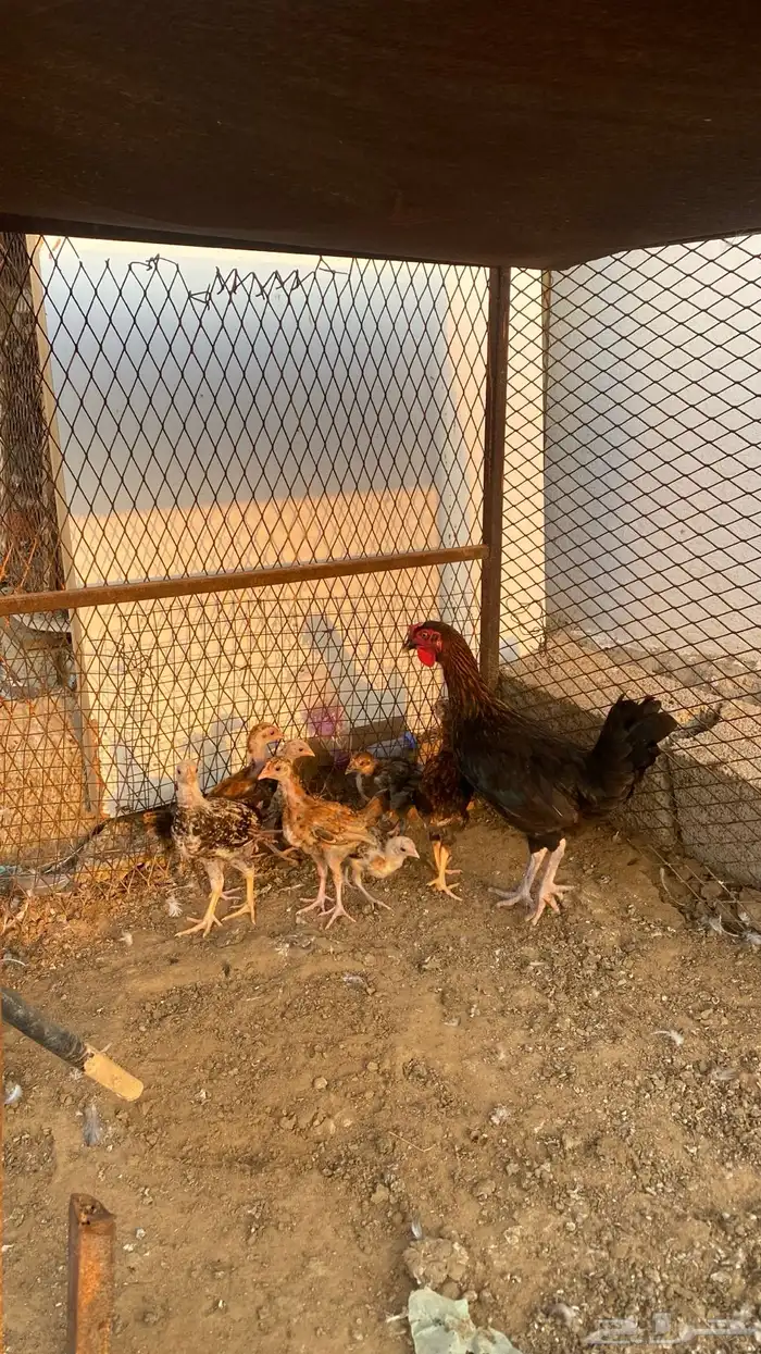 دجاجه بفروخ 3