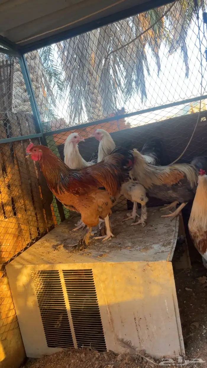 ديك براهما - دجاج براهما 2