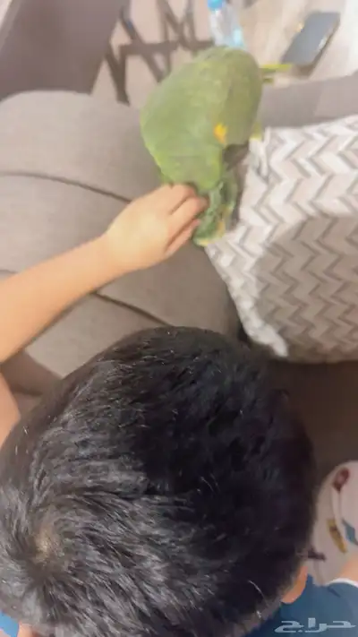 بغبغاء امازون index