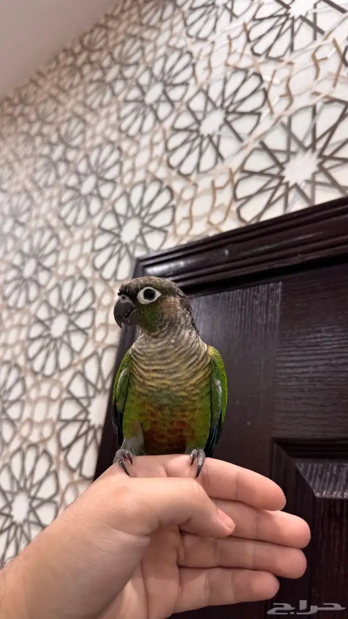 ذكر كنيور قرين شيك اليف ومتكلم ومنتج ( تم البيع) 10