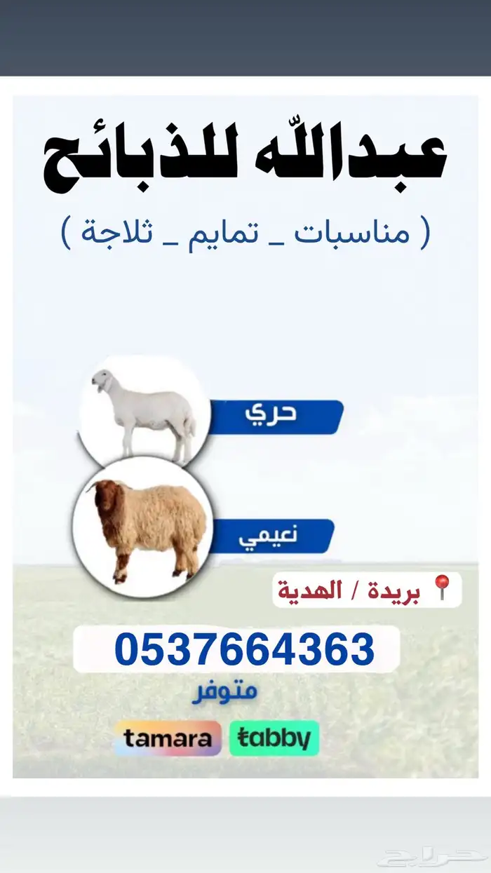 ذبايح نعيم   تابي و تمارا 0