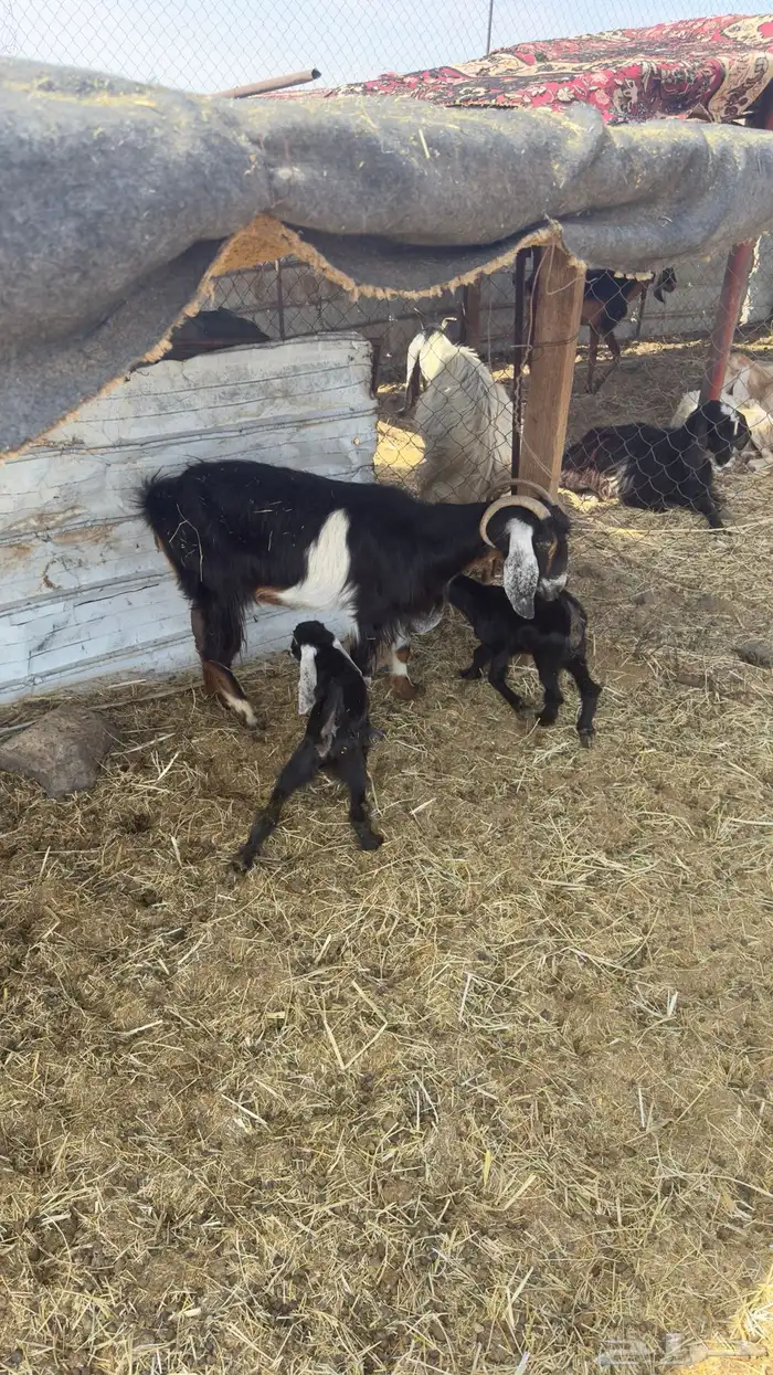 معزا للبيع الموقع الاكحل 1