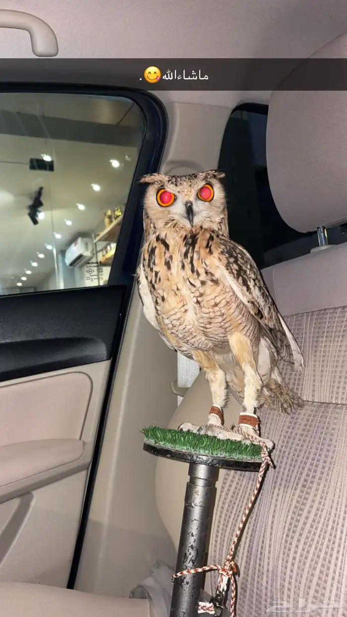 بومه نسري للبيع 1