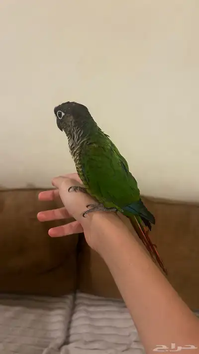 كنيور قرين شيك اليف و هدد index