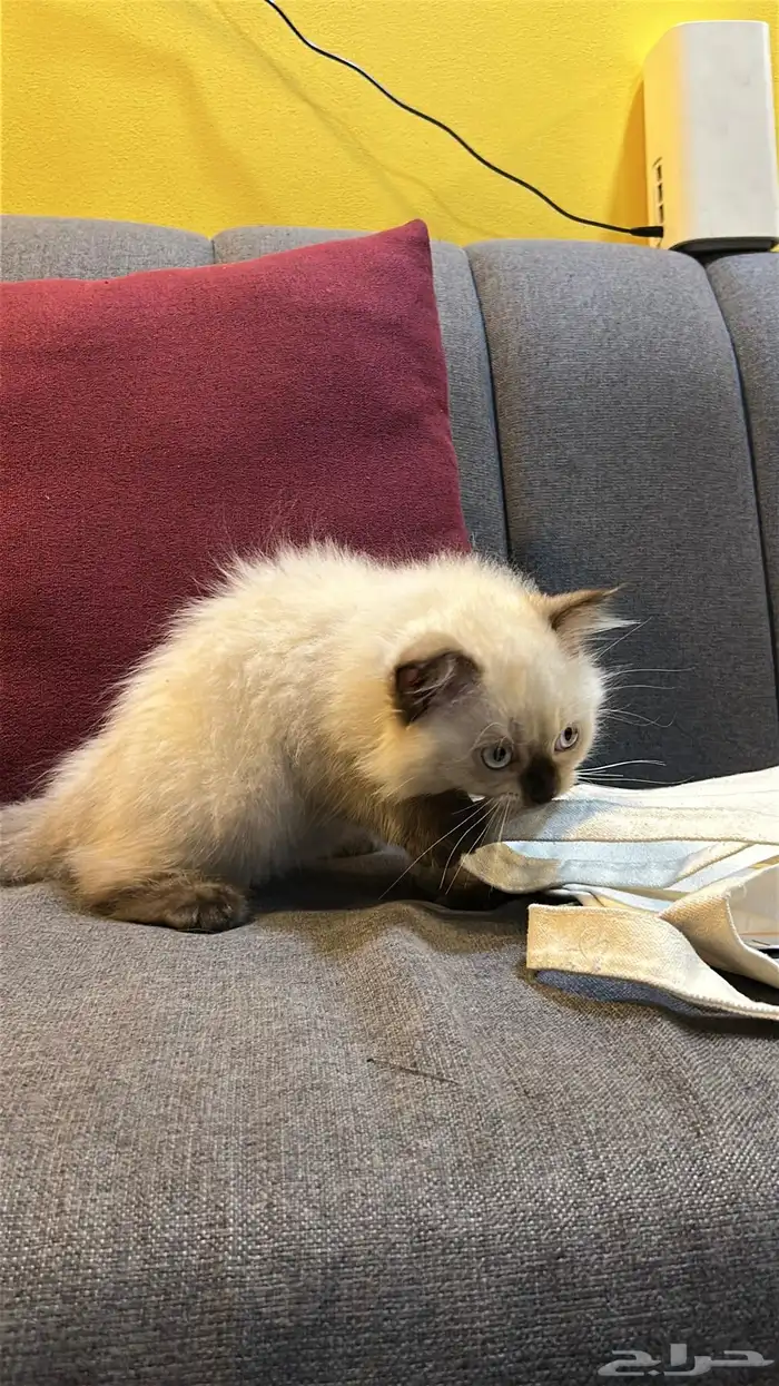 قطوتين للبيع 9