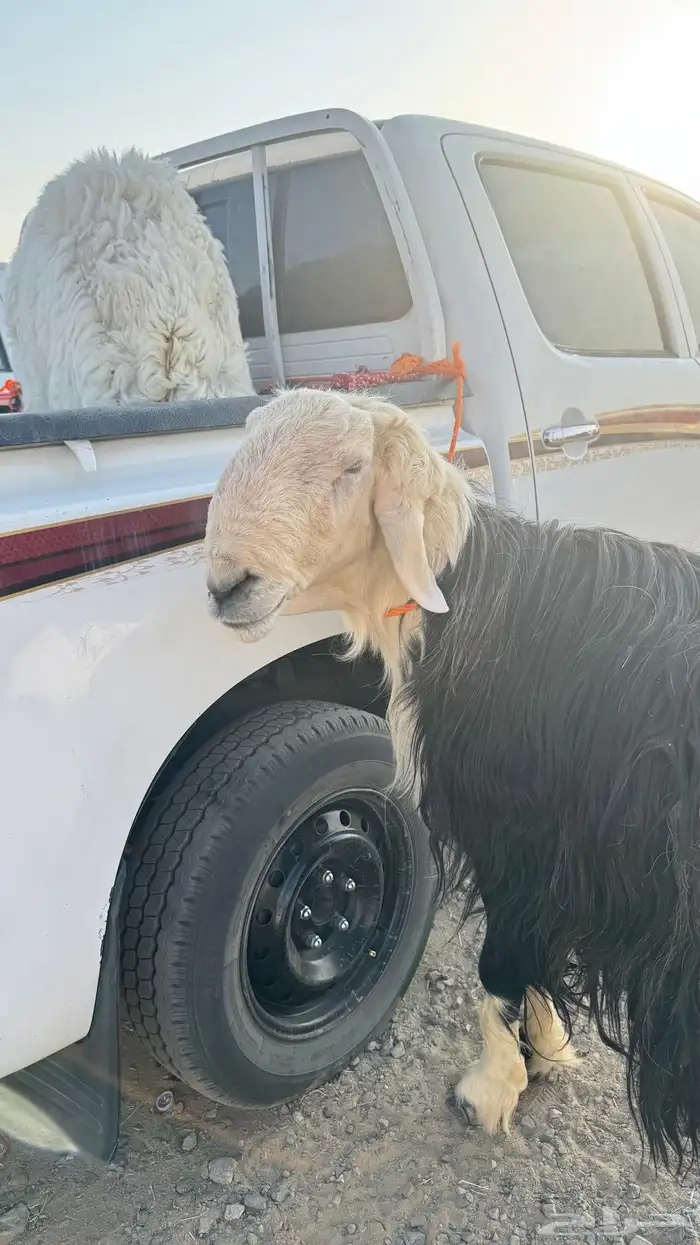 طلي نجدي صنف 2