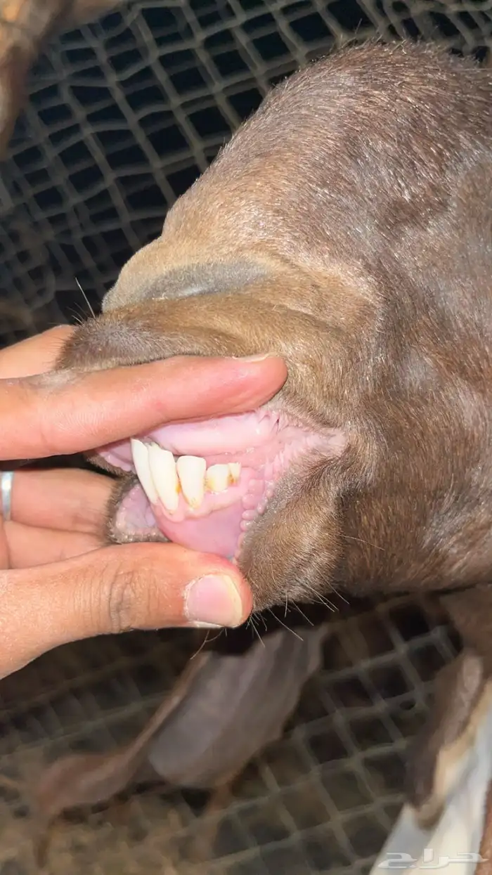 عنز مصريه مضرع 1