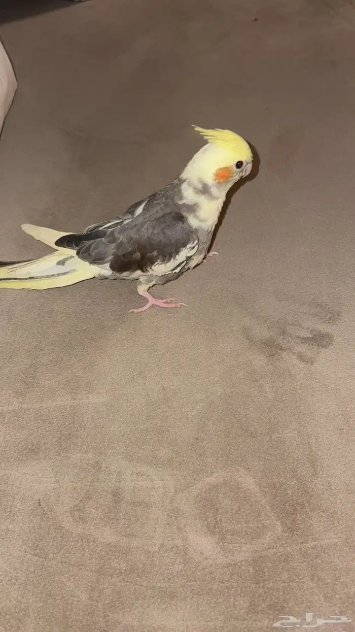 كروان اليف 2