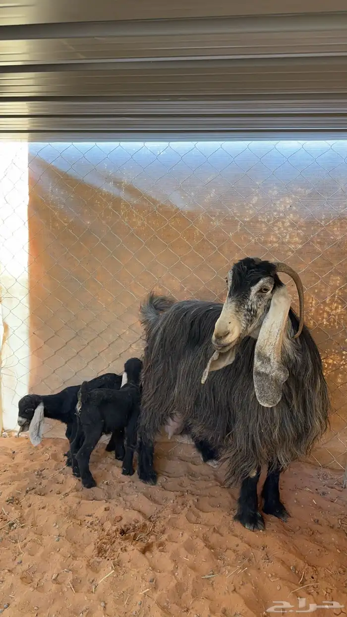 عنز عارضيه اللبيع متبع 0