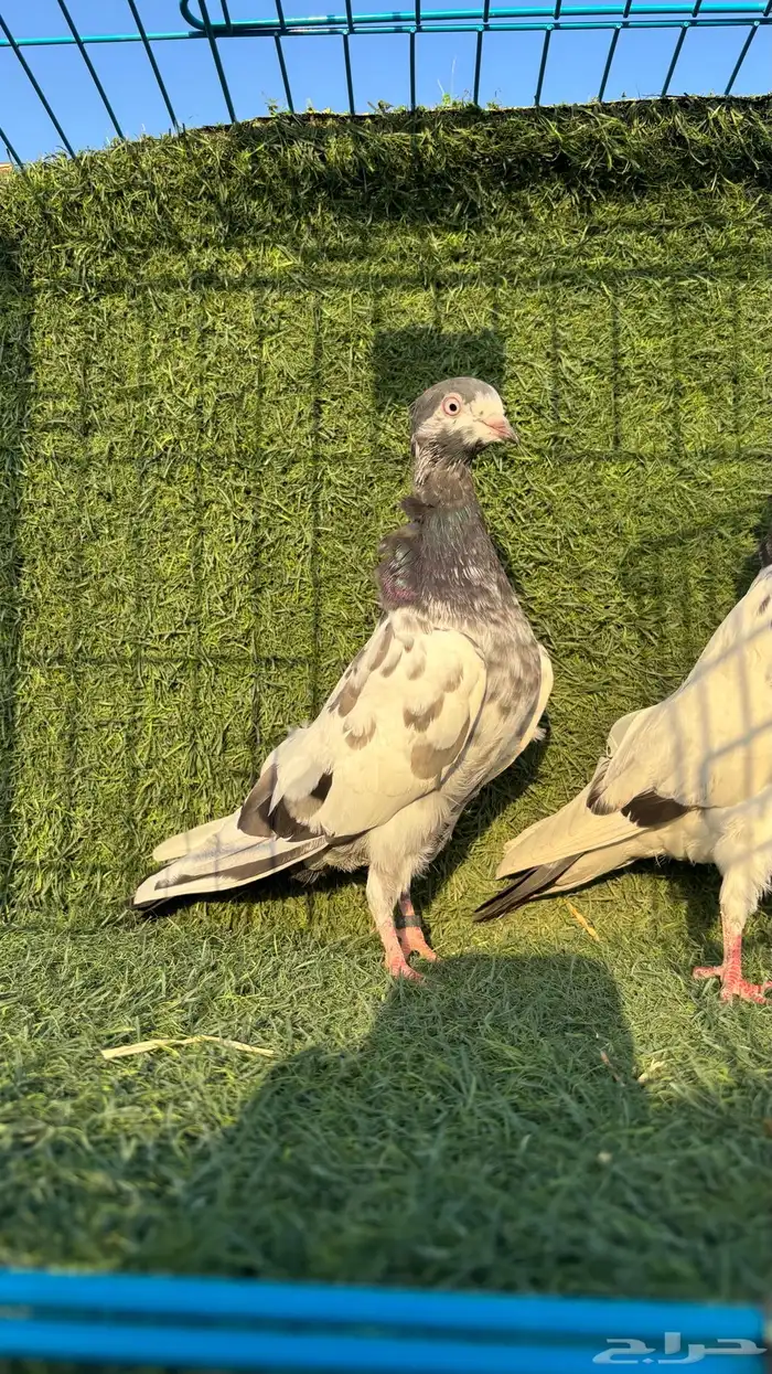 حمام باكستاني للبيع 7