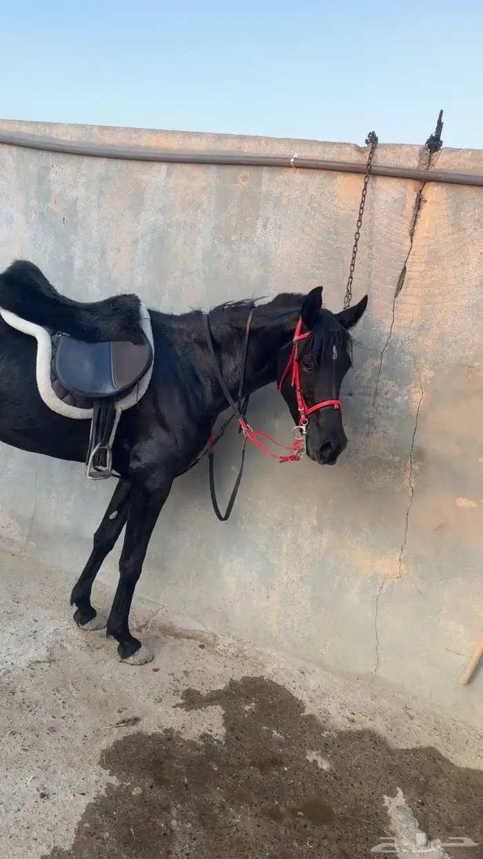 فرس شعبيه شيخه 0