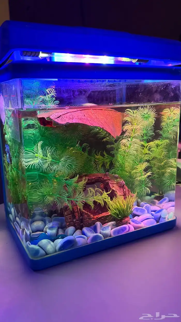 للبيع حوض سمك فايتر متكامل مع السمكة 1