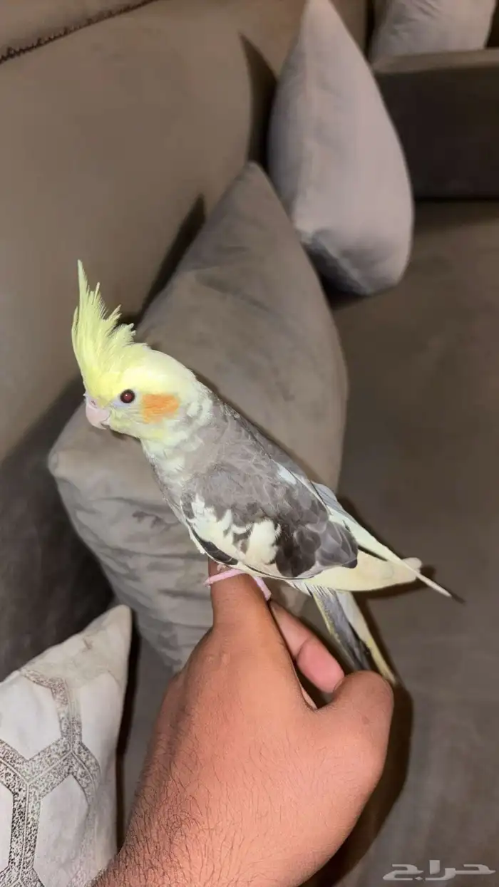 كروان اليف 0