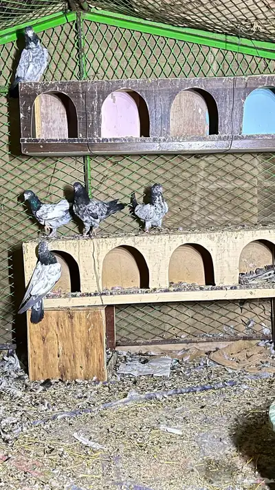 طبات تيدي index