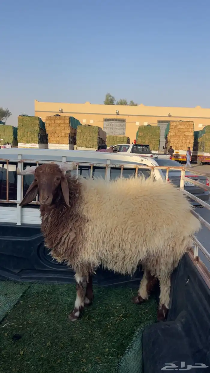 للبيع خروف نعيم 0