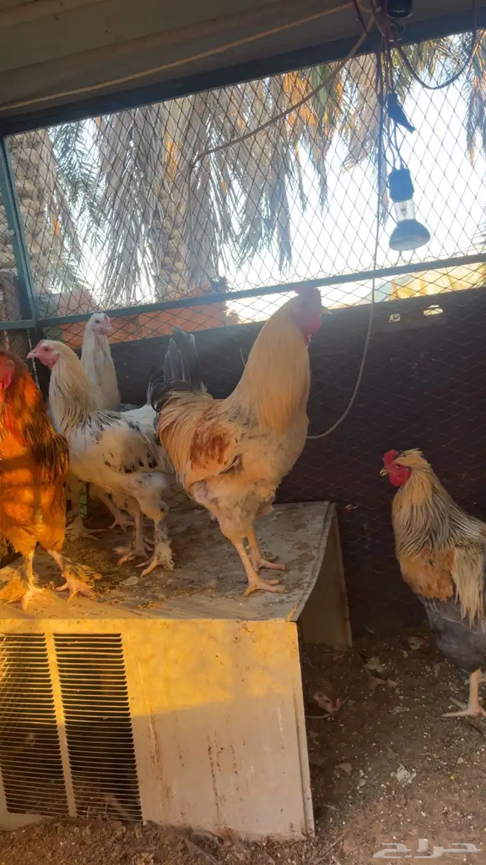 ديك براهما - دجاج براهما 3