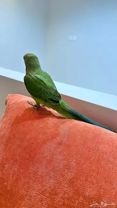 ببغاء درة هندي اليف index