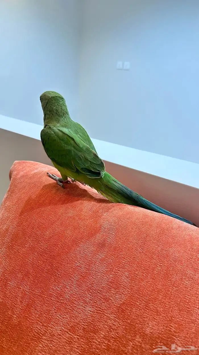 ببغاء درة هندي اليف 2