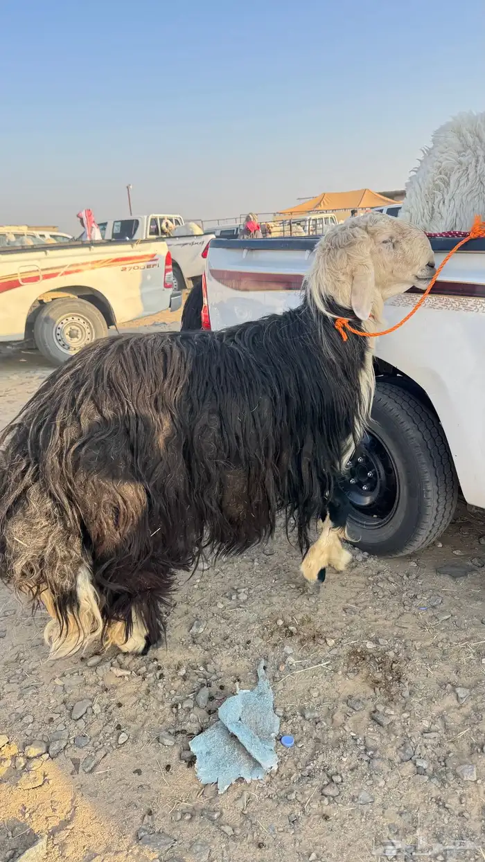 طلي نجدي صنف 3