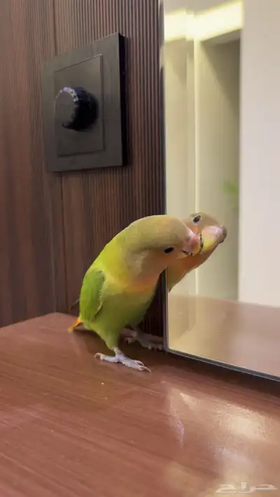 طير الروز اليف دا index