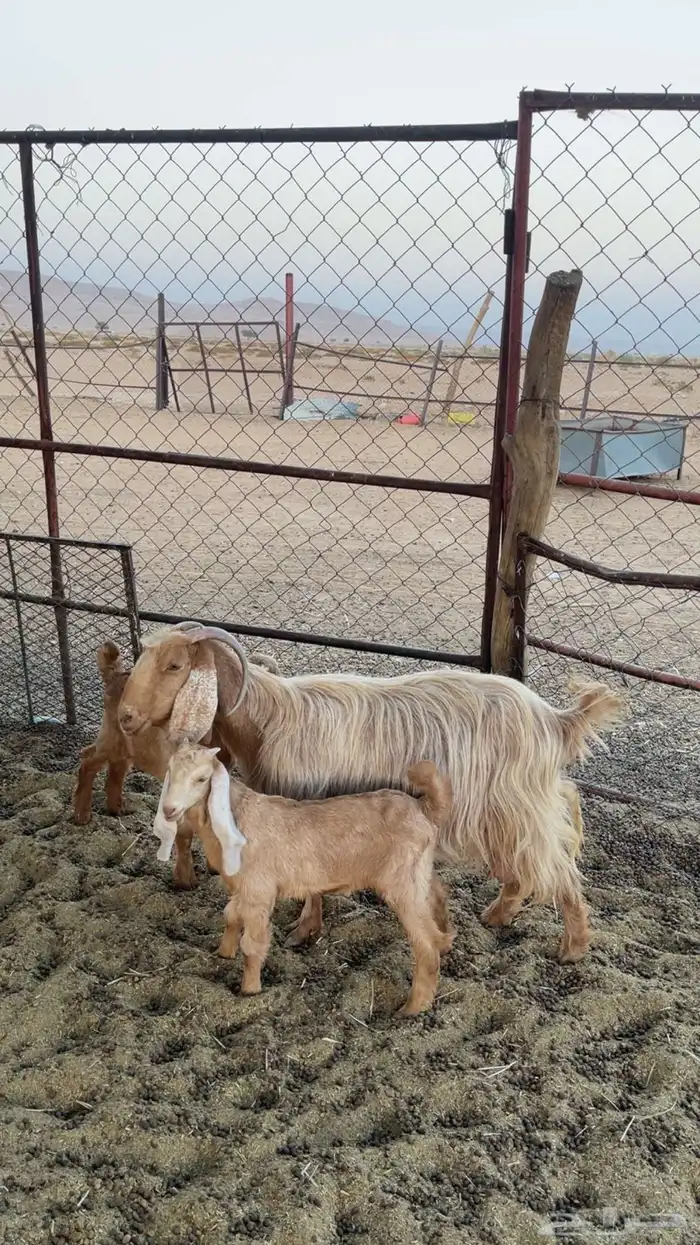 عنز مصرية متاومة 2