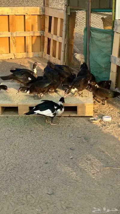 ينبع البحر index