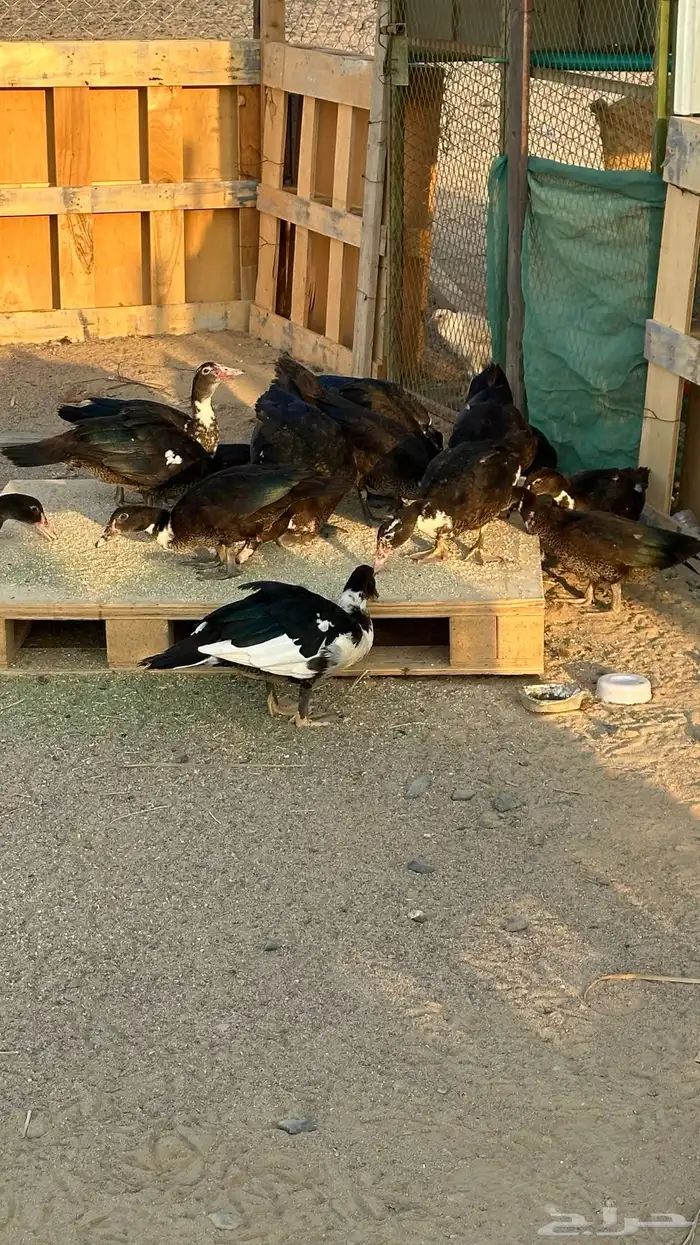 بط بلدي مسكوفي 0