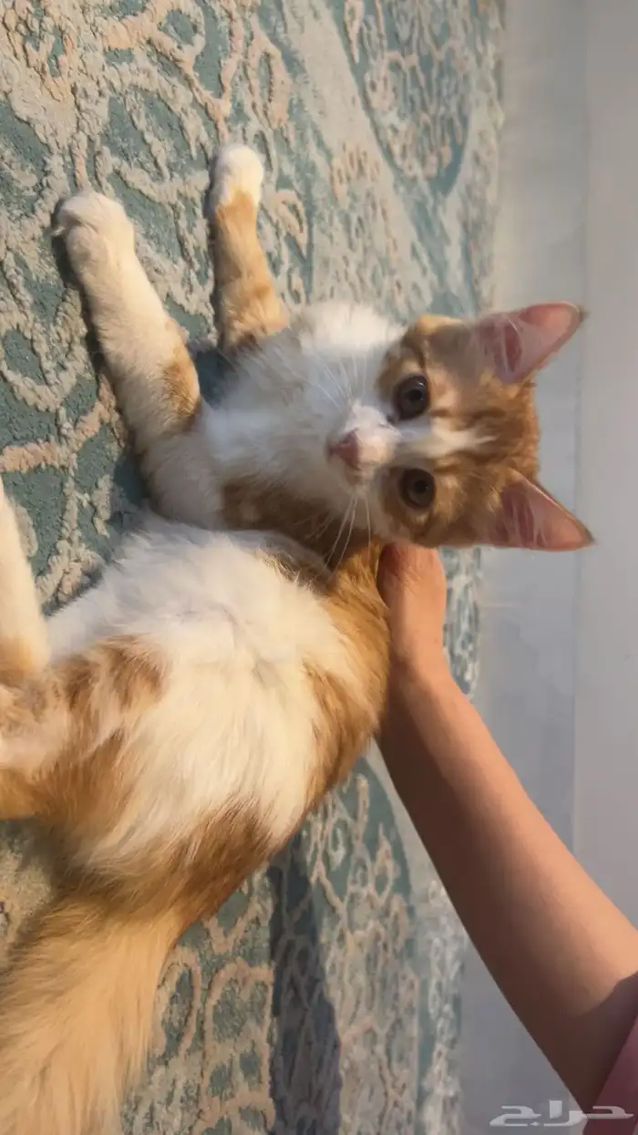 قطط للتبني بمسؤوليه ومخافه الله 0