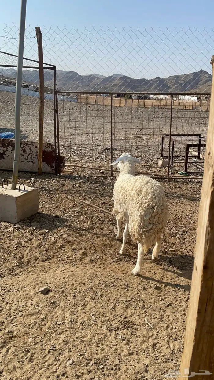 رخل حرشا رباع(تم البيع ) 6