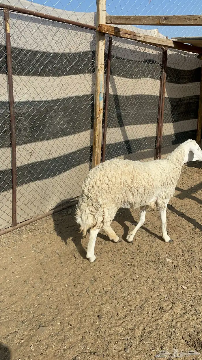 رخل حرشا رباع(تم البيع ) 9