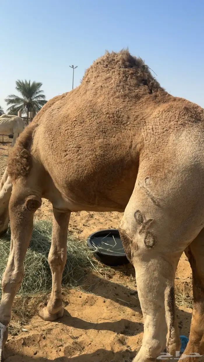 للبيع الفحل الرماني الطيب السن سدس 0