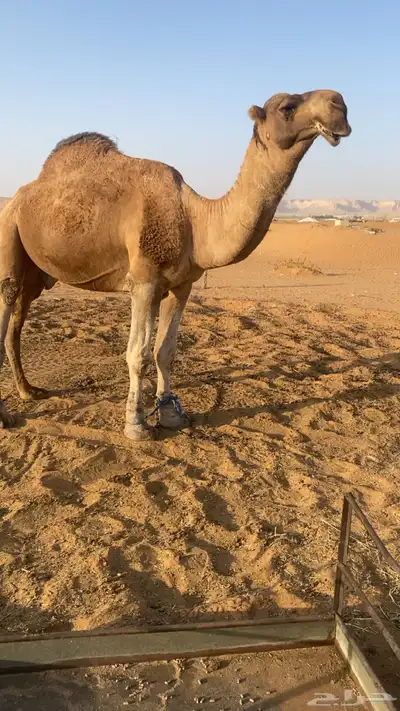 بعير احمر ساسه علا الهدب بعير عبدالمحسن الراجحي وامه كفو index