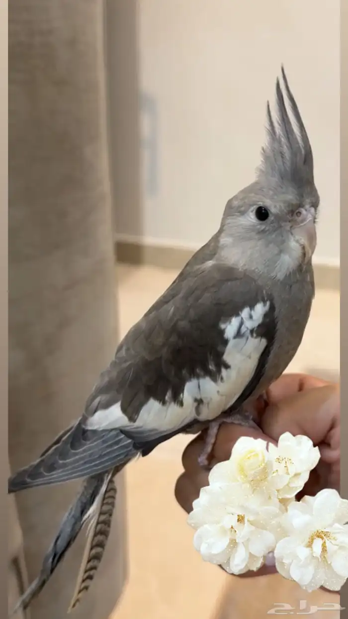 طير كروان هولندي رمادي غامق ضايع 4