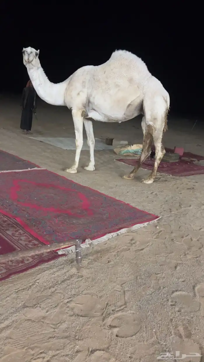 ضريبه عفرا كفو 1