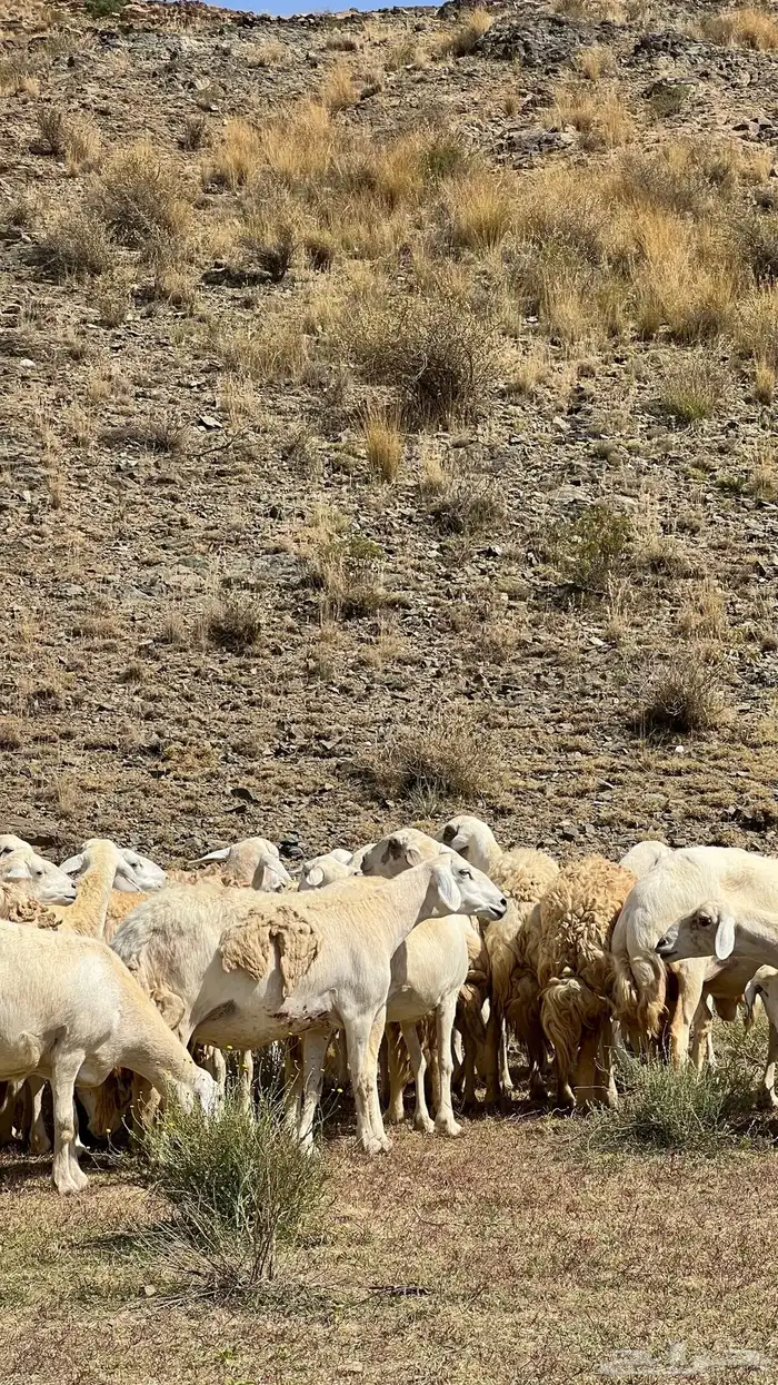 ضان مقاني حرش صنف الصنف للبيع 1