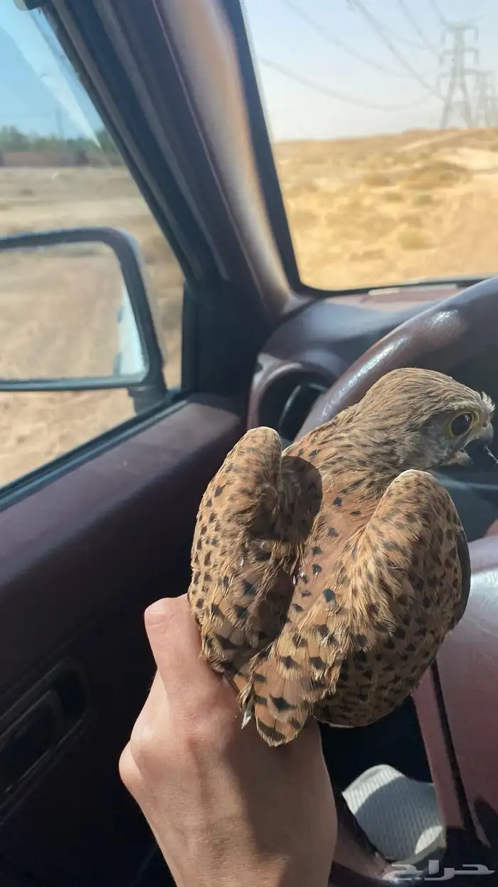 باشق شبوطط وحش 3