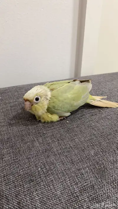 فرخ كنيور منت نعناع 0