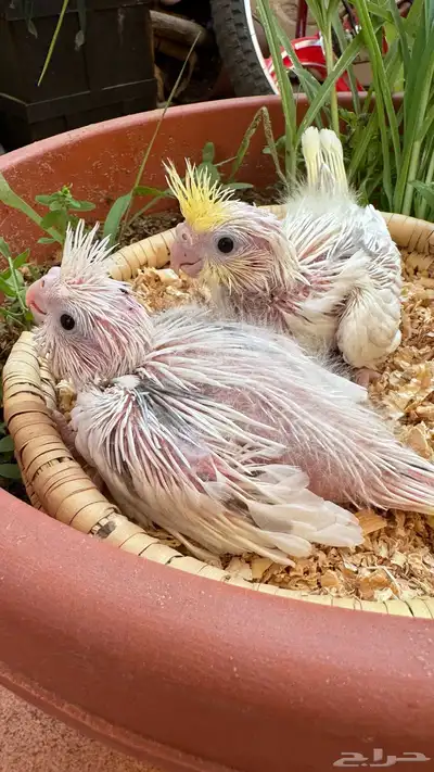 كريمي فيس هافي بايد index