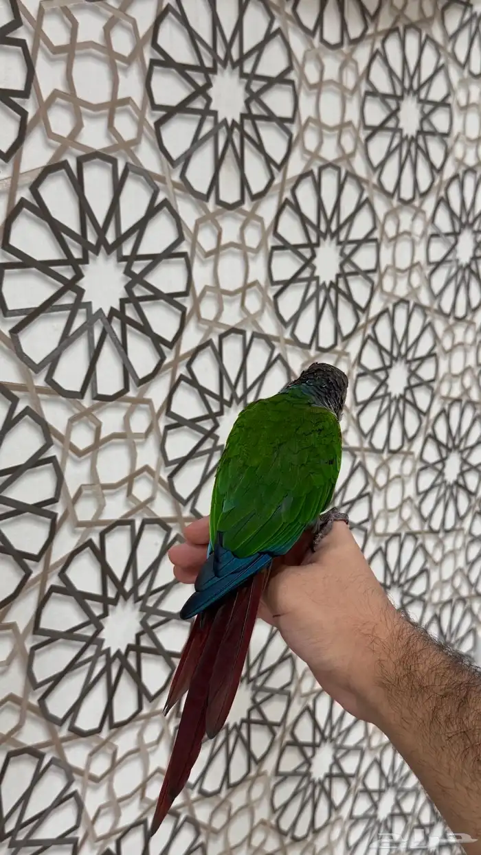 ذكر كنيور قرين شيك اليف ومتكلم ومنتج ( تم البيع) 2