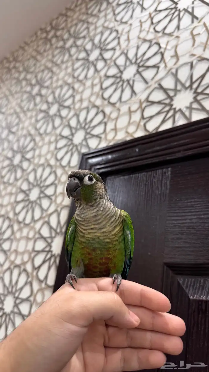 ذكر كنيور قرين شيك اليف ومتكلم ومنتج ( تم البيع) 11