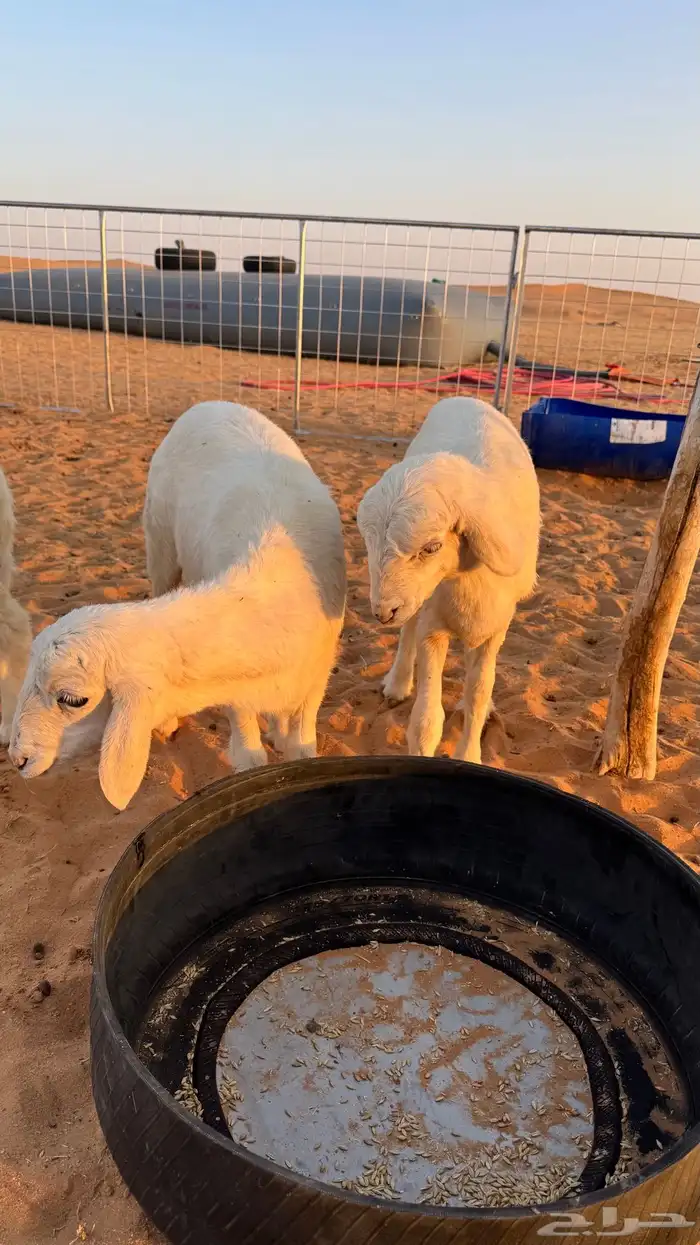 حريات رخال 1